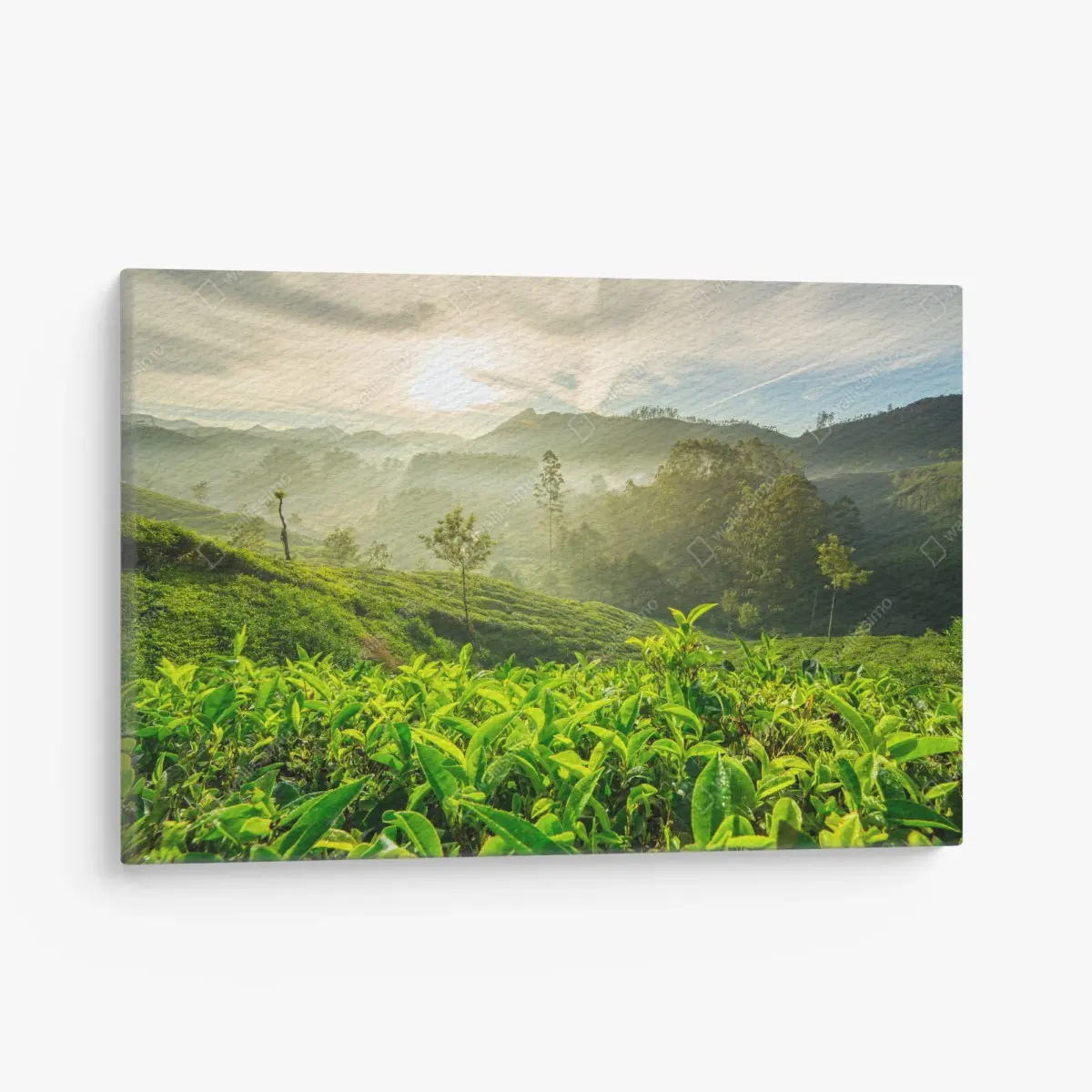 Leinwandbild sonnenaufgang über den teeplantagen von Munnar – Pixers®