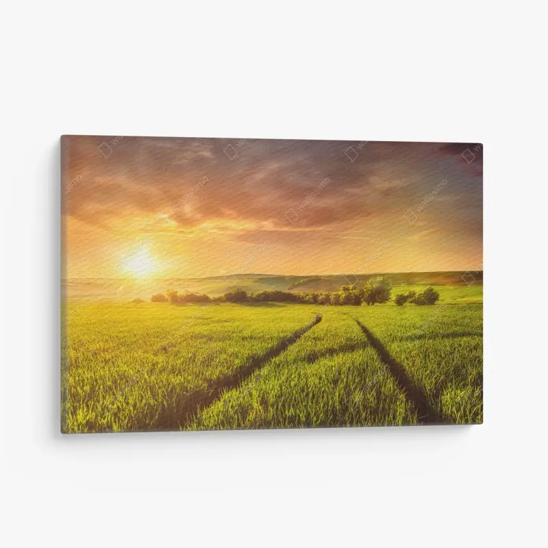 Leinwandbild sonnenbeschienene wiese im abendlicht