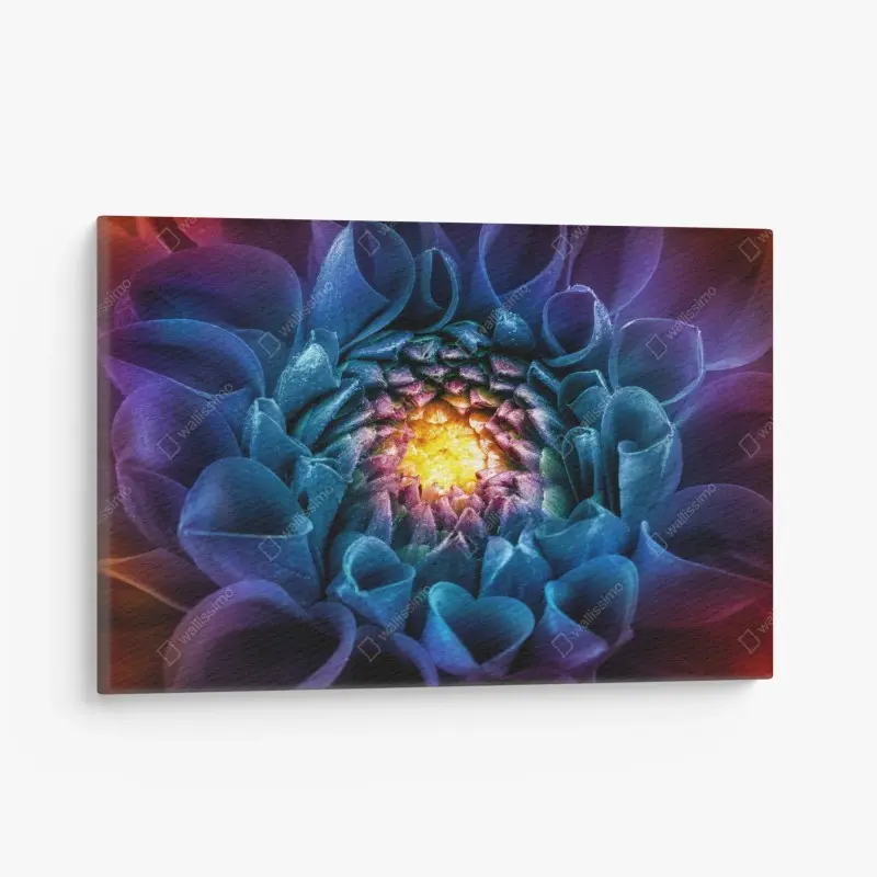 Leinwandbild leuchtende blaue chrysantheme nahaufnahme