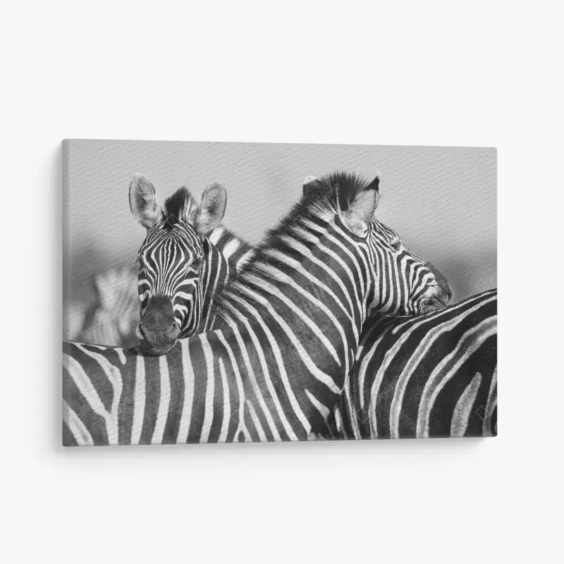 Leinwandbild verschlungene zebras in monochrom