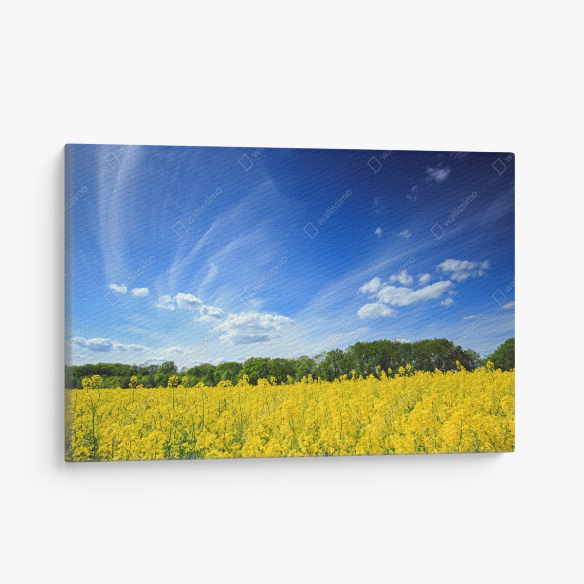 Leinwandbild polnisches rapsfeld unter blauem himmel – Pixers®