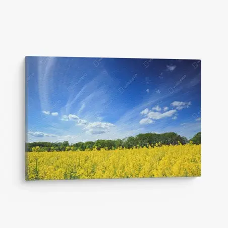 Leinwandbild polnisches rapsfeld unter blauem himmel – Pixers®
