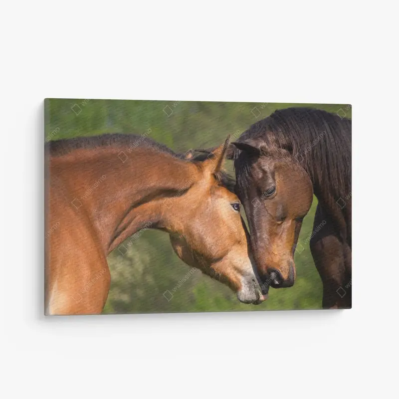 Leinwandbild zärtliche pferdefreundschaft