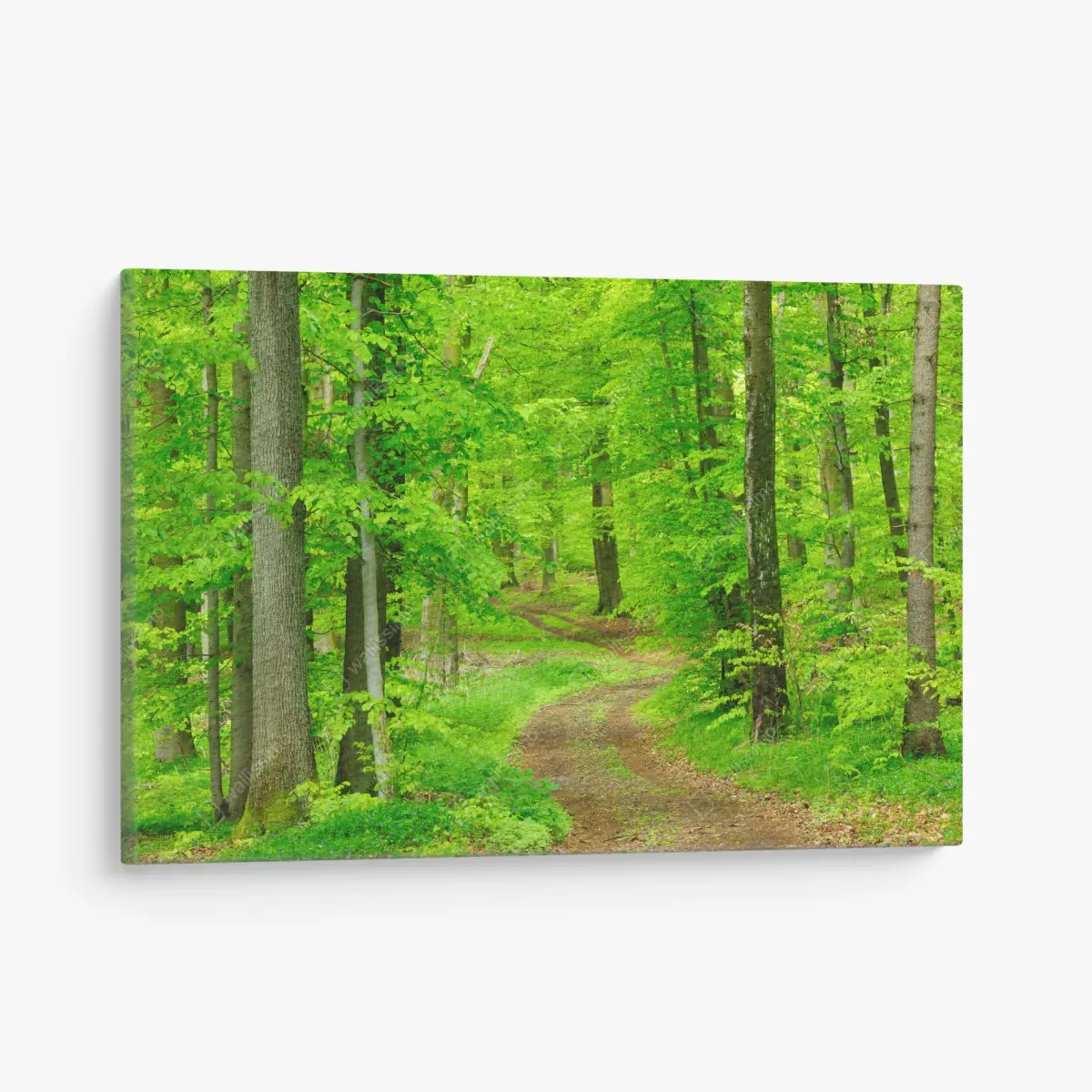 Leinwandbild ruhiger waldweg im frühling – Pixers®