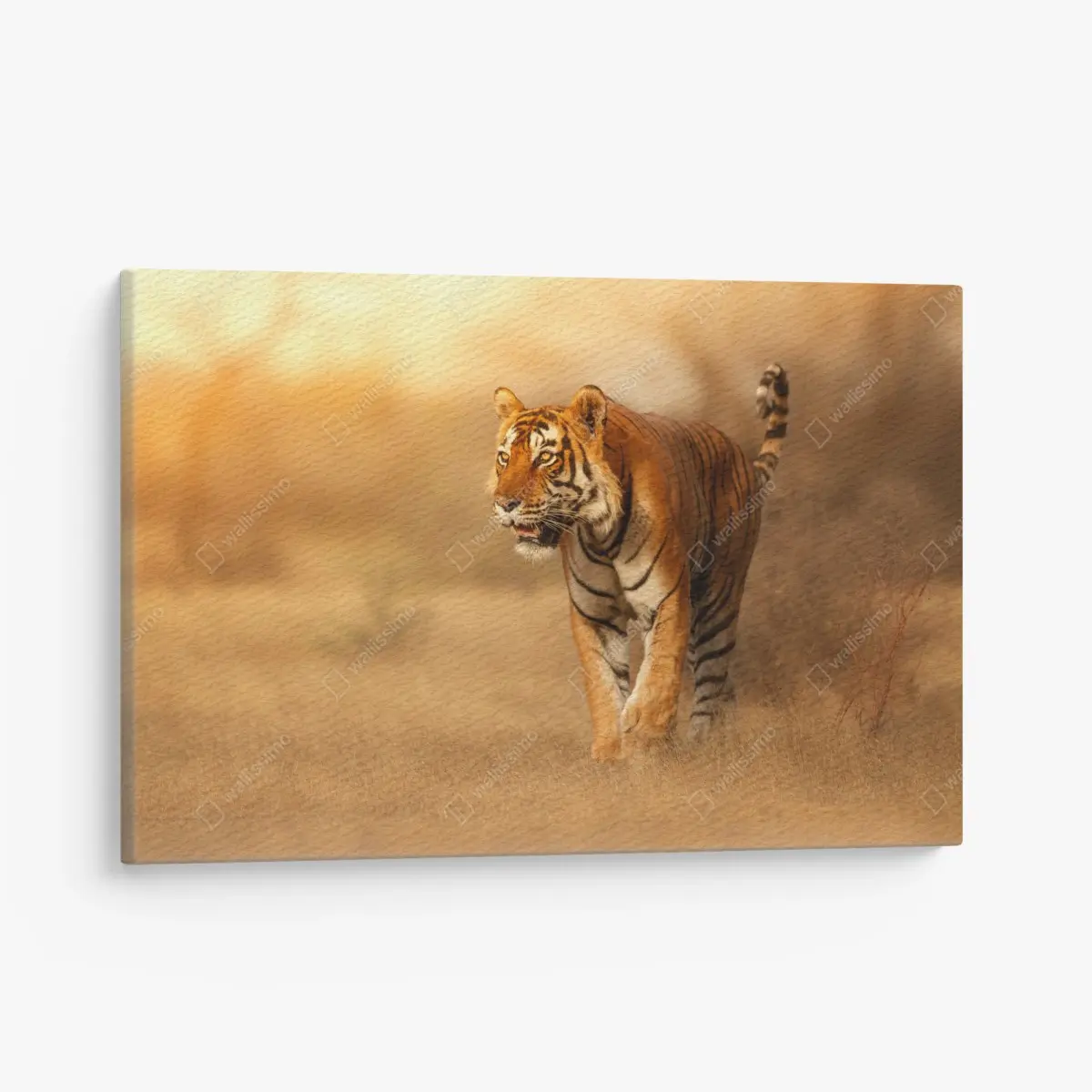 Leinwandbild majestätischer tiger im goldenen licht – Pixers®