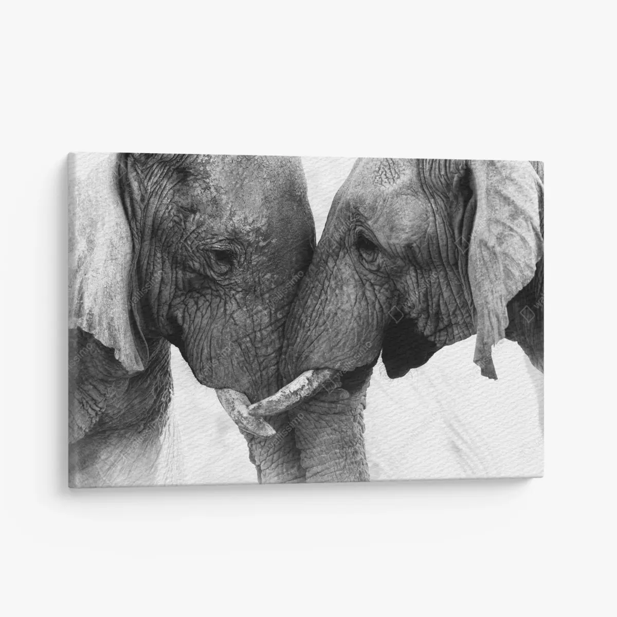 Leinwandbild elefanten umarmung schwarzweißes porträt – Pixers®