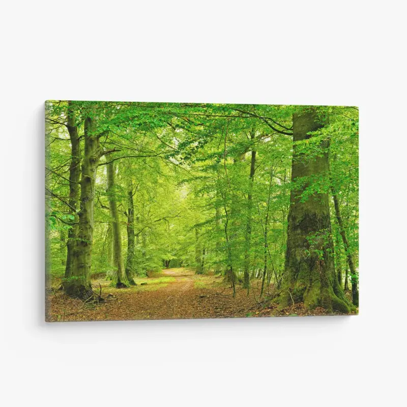 Leinwandbild ruhiger grüner waldpfad
