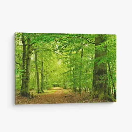 Leinwandbild ruhiger grüner waldpfad – Pixers®
