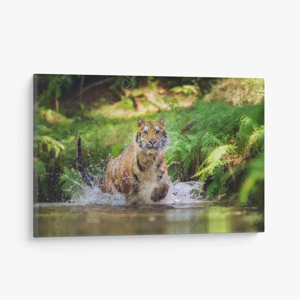 Leinwandbild majestätischer tiger im waldbach – Pixers®