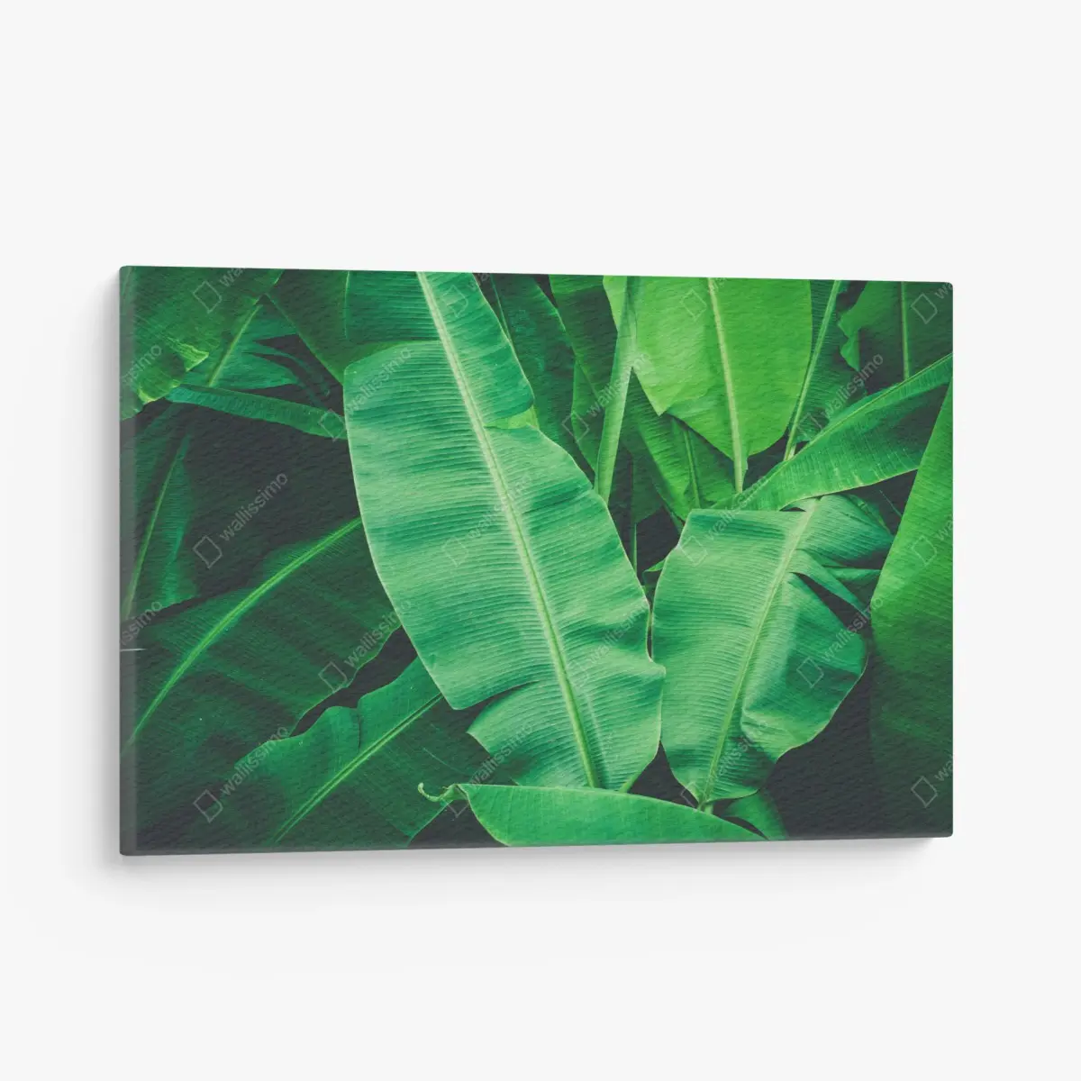 Leinwandbild tropische bananenblätter – Pixers®