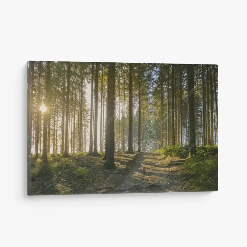 Leinwandbild sonniger waldweg im morgenlicht