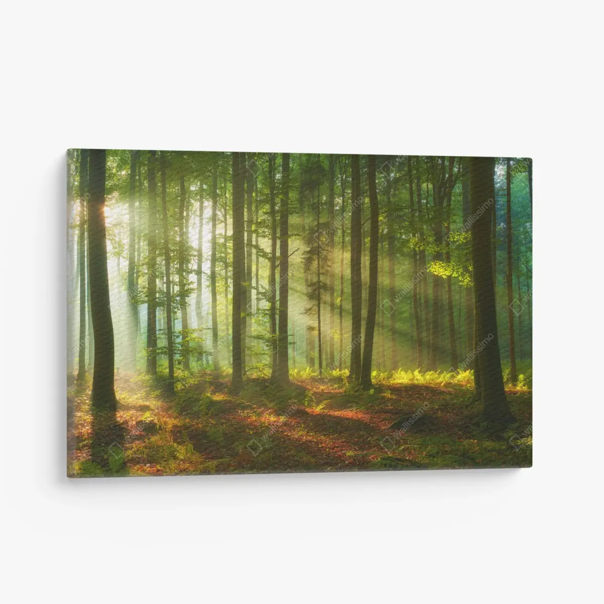 Leinwandbild morgendliches licht im grünen wald – Pixers®