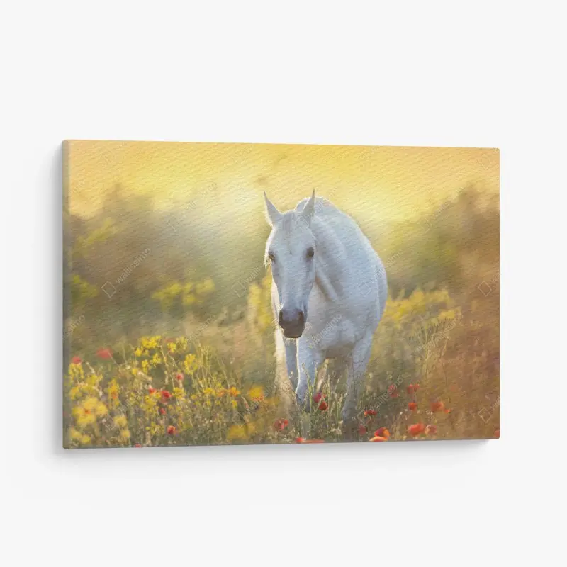 Leinwandbild weißes pferd im mohnfeld bei sonnenaufgang