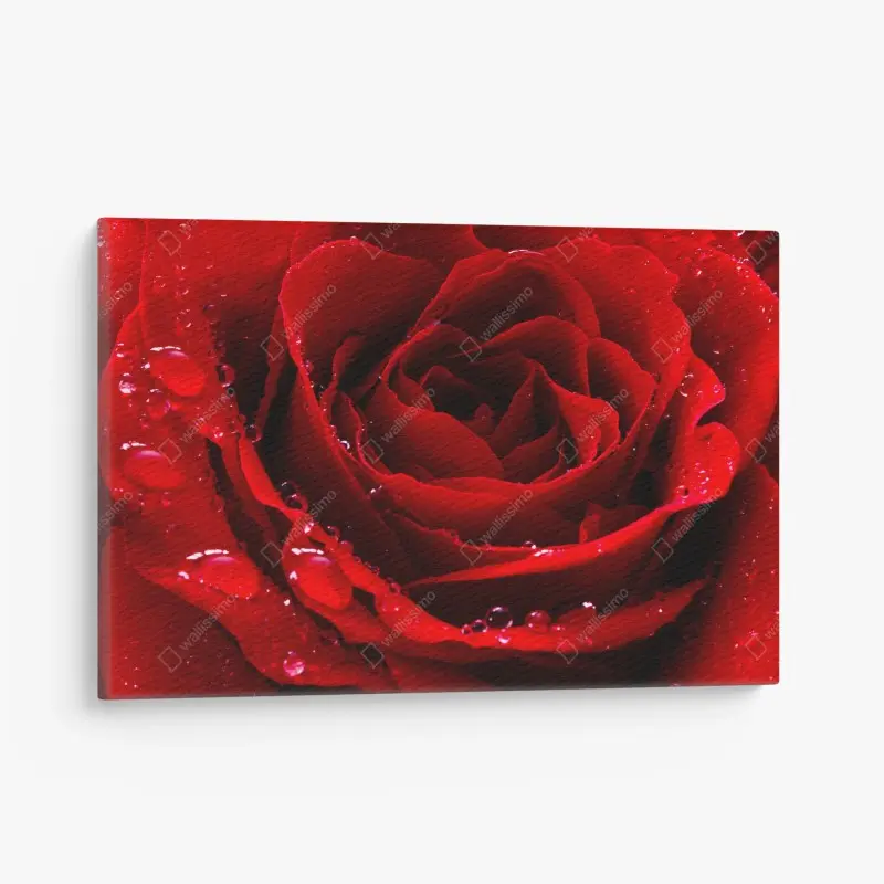 Leinwandbild leuchtend rote rose nahaufnahme