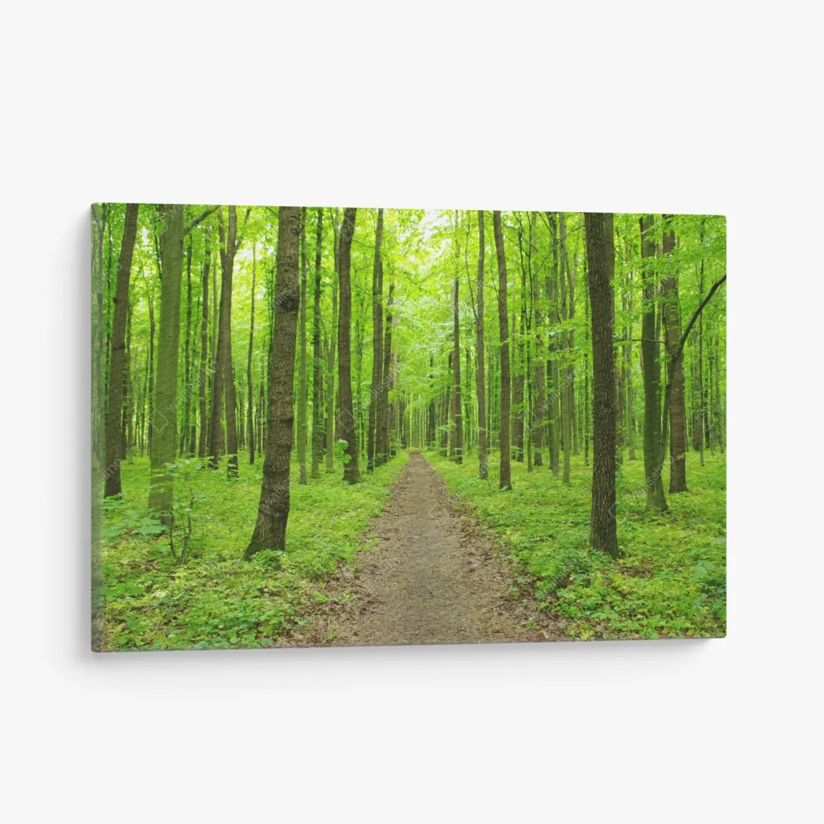 Leinwandbild ruhiger grüner waldweg – Pixers®