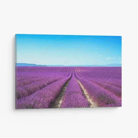Leinwandbild lavendelfelder unter blauem himmel – Pixers®