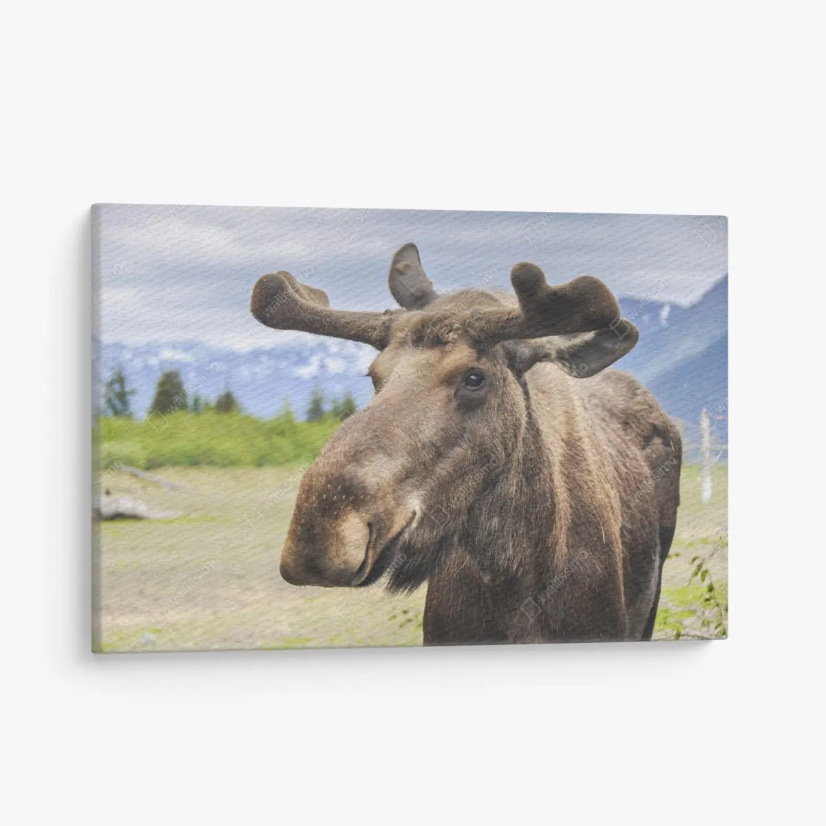 Leinwandbild majestätisches elchporträt in freier natur – Pixers®