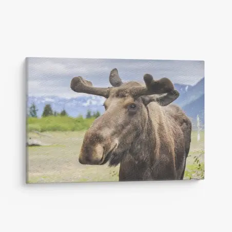 Leinwandbild majestätisches elchporträt in freier natur – Pixers®