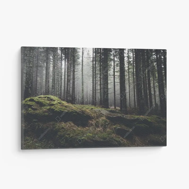 Leinwandbild nebliger moosbedeckter wald