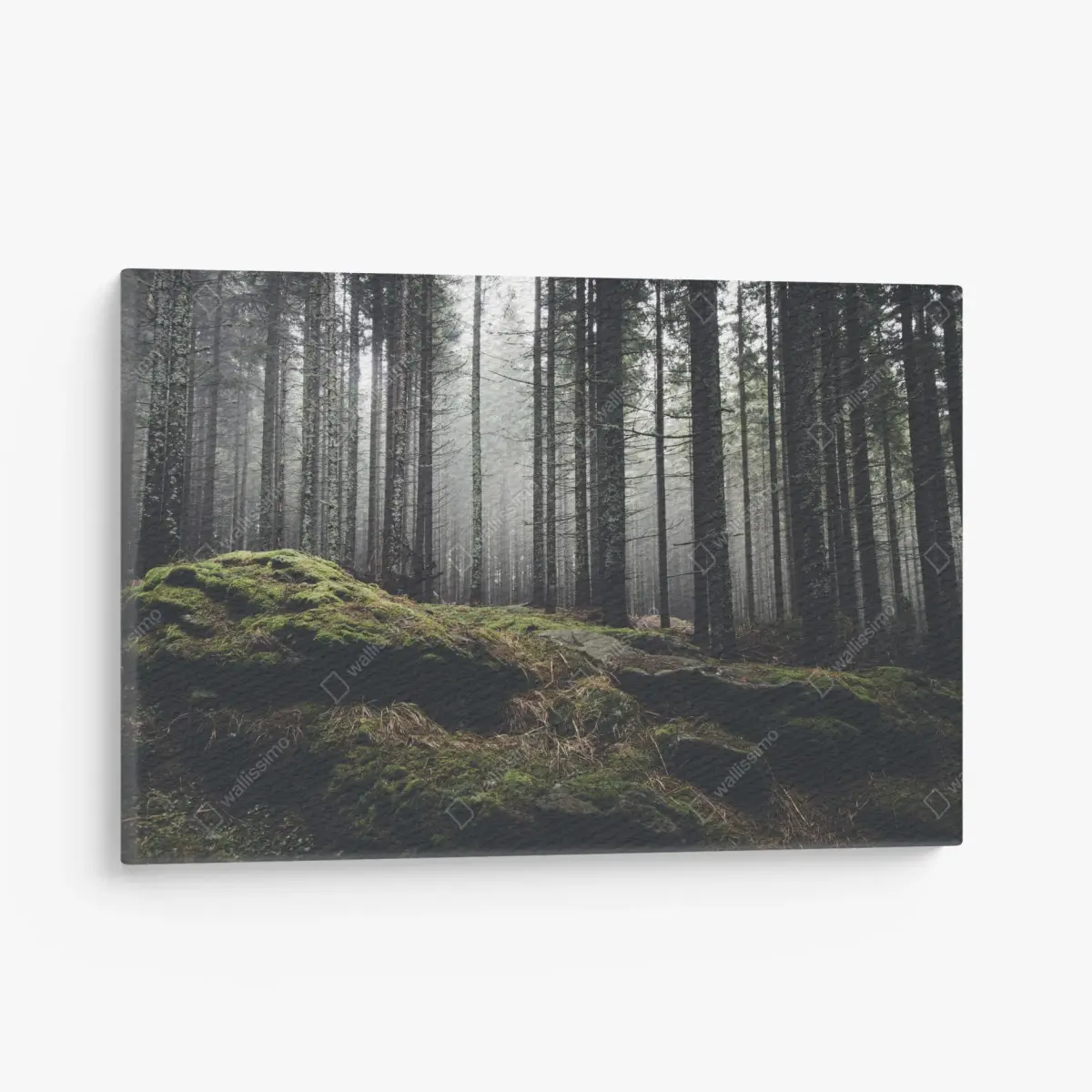 Leinwandbild nebliger moosbedeckter wald – Pixers®