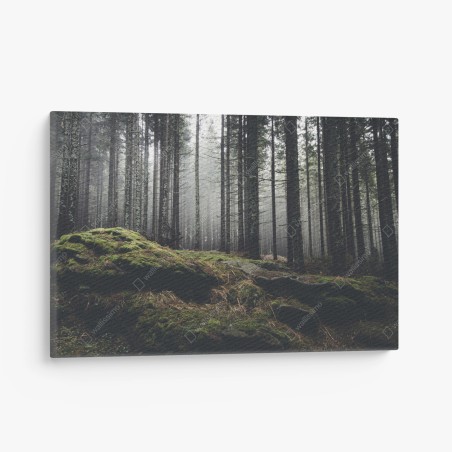 Leinwandbild nebliger moosbedeckter wald – Pixers®
