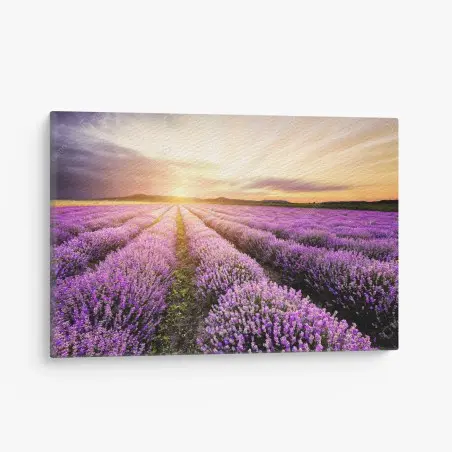 Leinwandbild sonnenaufgang über lavendelfeldern – Pixers®