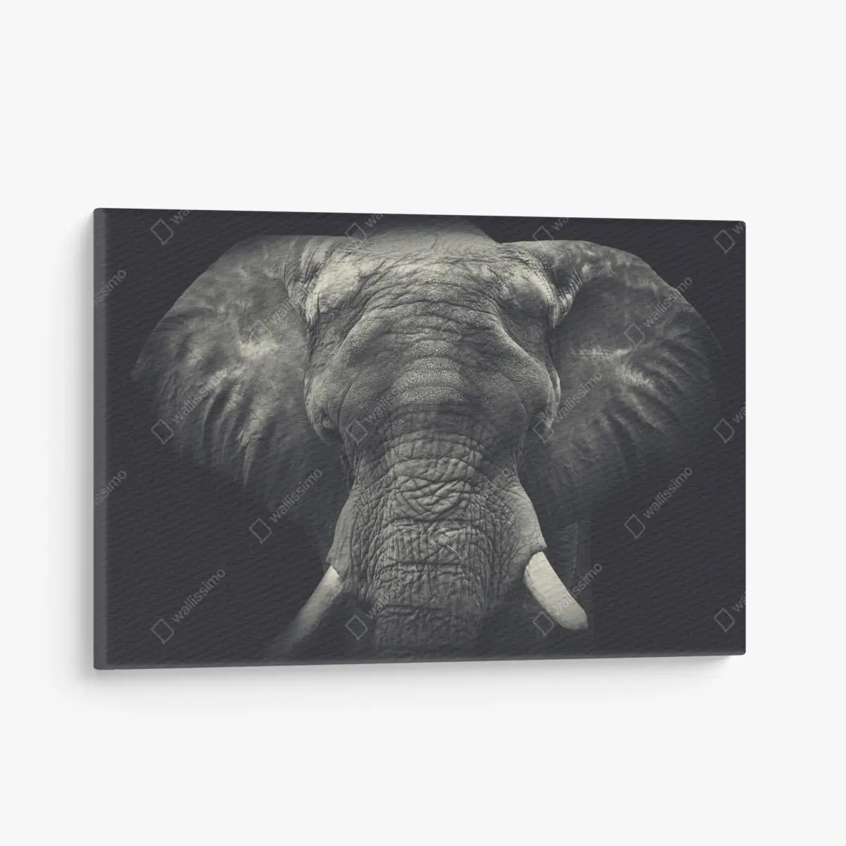Leinwandbild majestätisches elefantenportrait in monochrom – Pixers®