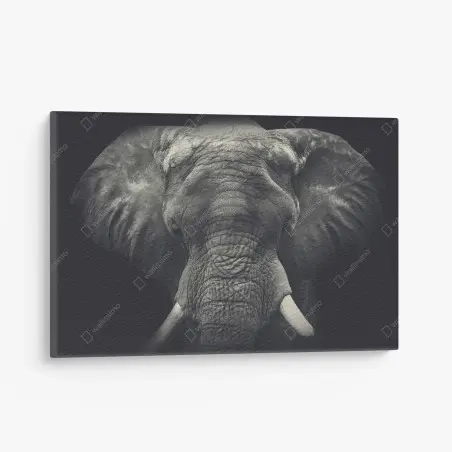 Leinwandbild majestätisches elefantenportrait in monochrom – Pixers®
