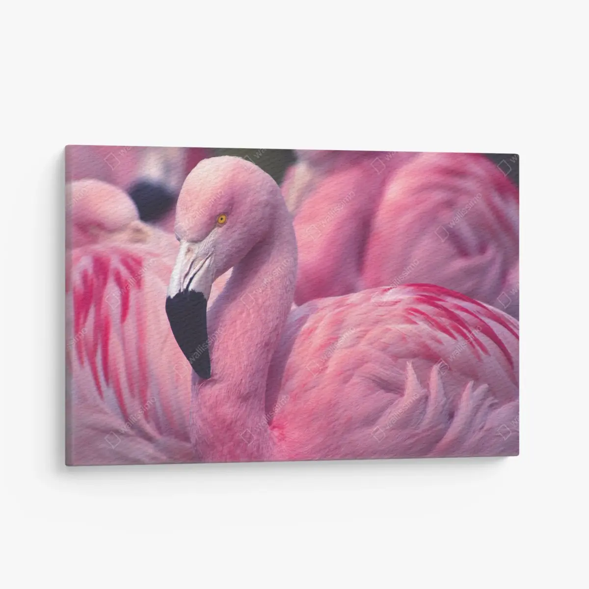 Leinwandbild rosa flamingo-porträt – Pixers®