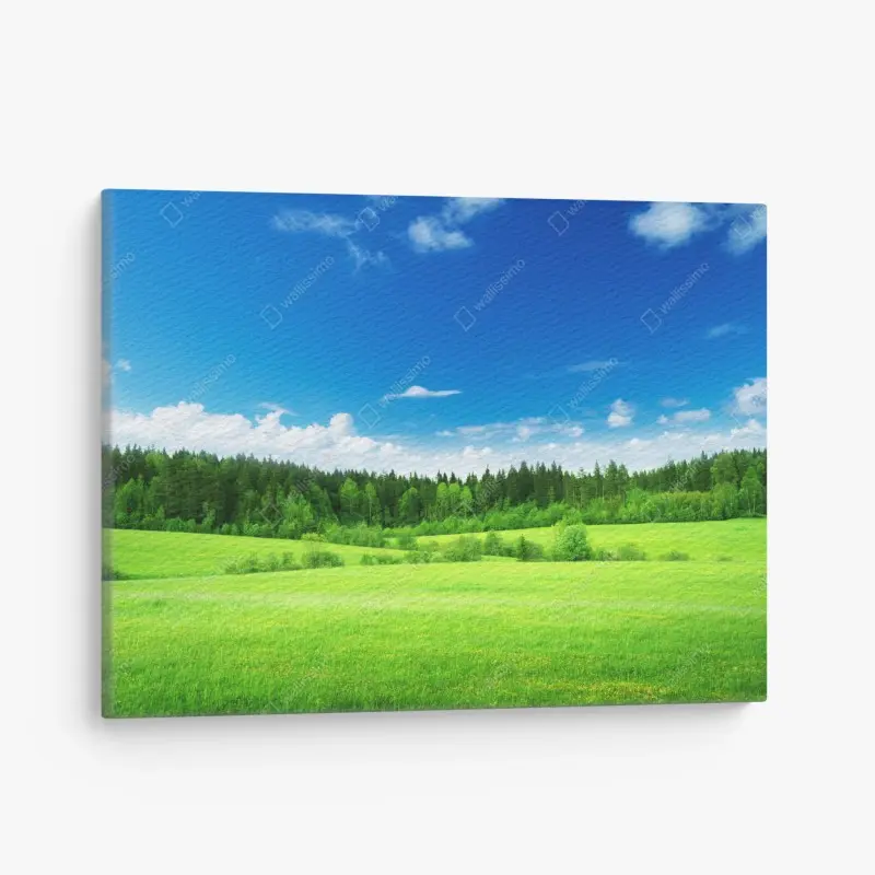Leinwandbild frühlingswiese unter blauem himmel