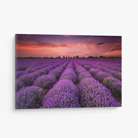 Leinwandbild lavendelfeld bei sonnenuntergang – Pixers®