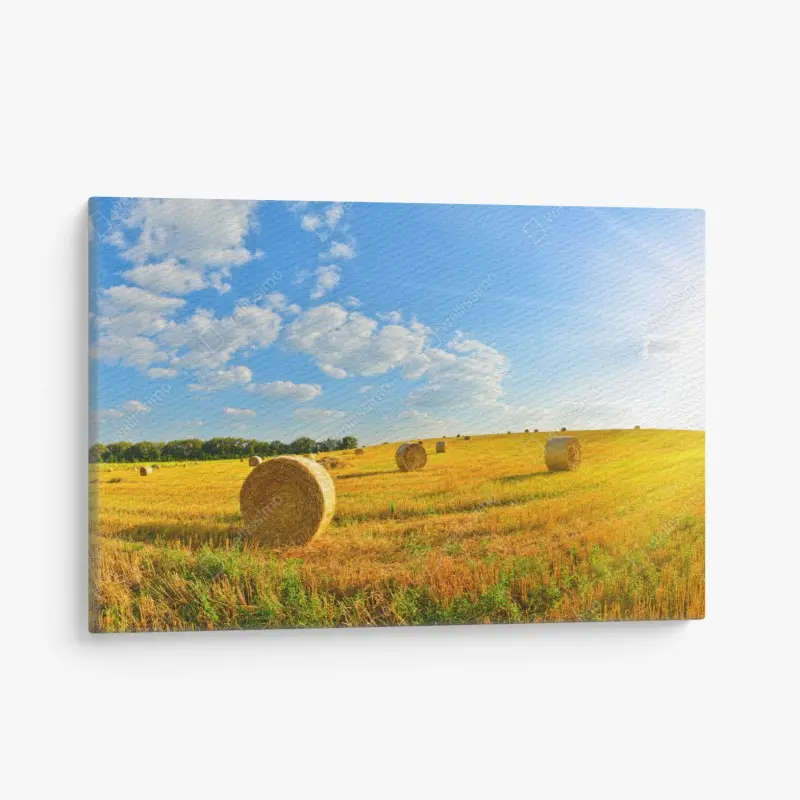 Leinwandbild goldenes heufeld unter blauem himmel