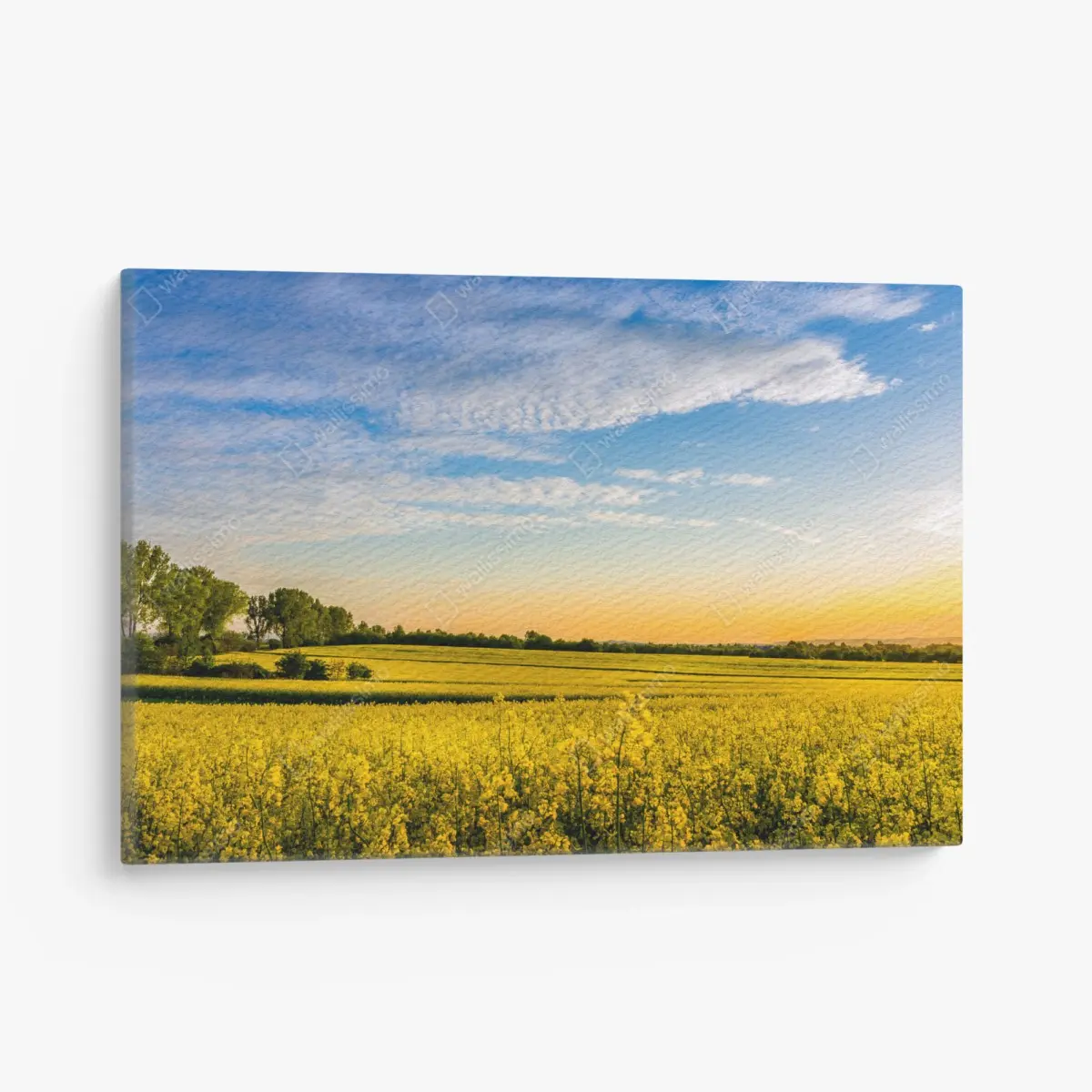 Leinwandbild sonnenbeschienenes rapsfeld im abendlicht – Pixers®