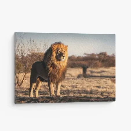 Leinwandbild majestätischer löwe auf der savanne – Pixers®