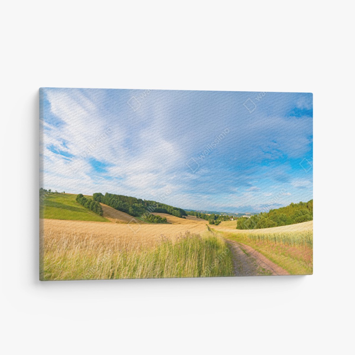 Leinwandbild morgendliche weizenlandschaft in Kansas – Pixers®
