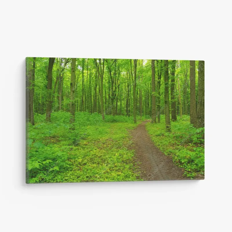 Leinwandbild beruhigender grüner waldweg
