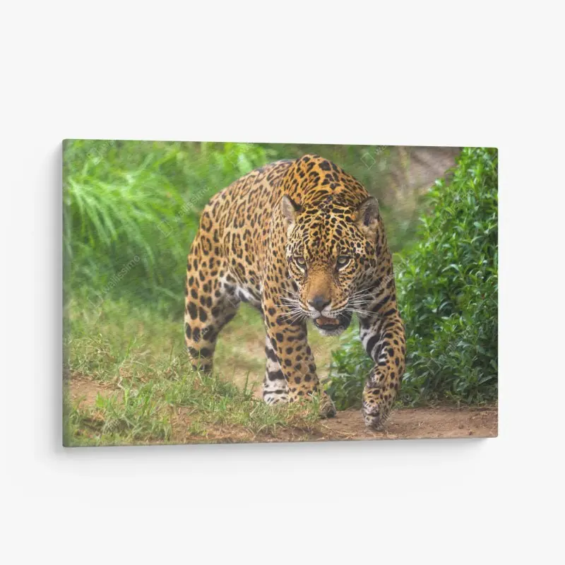 Leinwandbild majestätischer jaguar in freier wildbahn