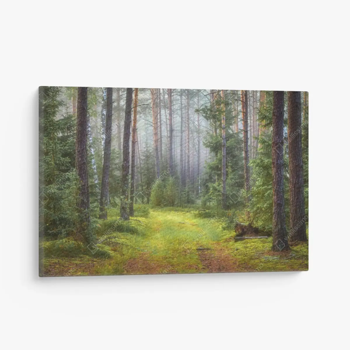 Leinwandbild nebliger kiefernwald mit pfad – Pixers®