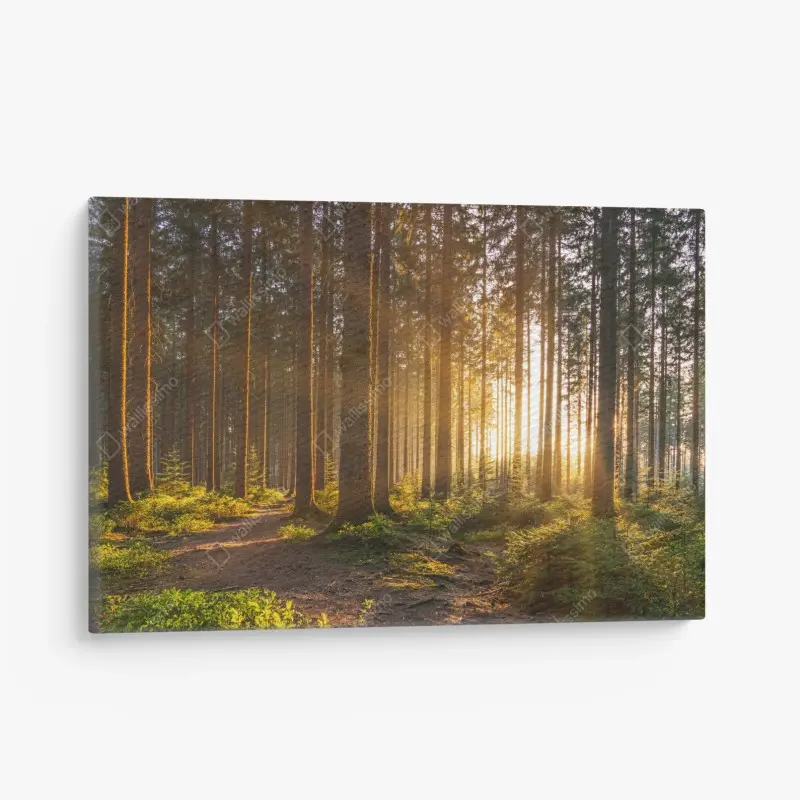 Leinwandbild sonnenbeschienener waldweg am morgen