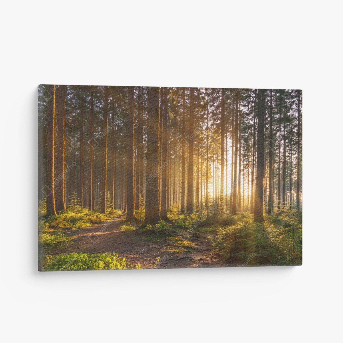 Leinwandbild sonnenbeschienener waldweg am morgen – Pixers®