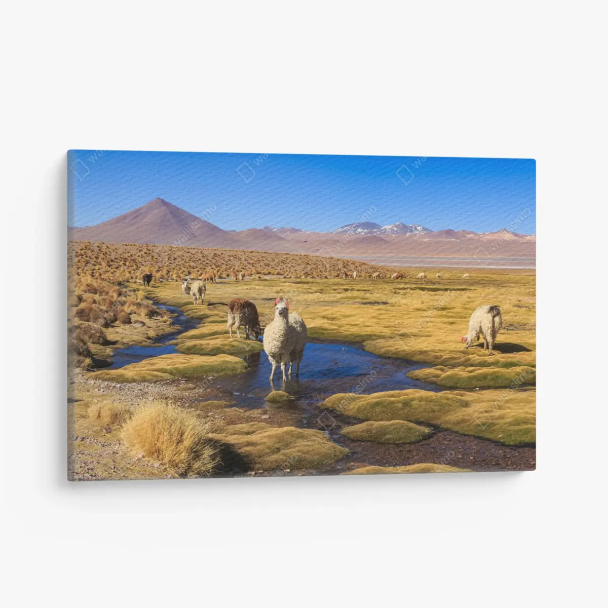 Leinwandbild lama auf dem altiplano der Anden – Pixers®