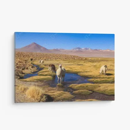 Leinwandbild lama auf dem altiplano der Anden – Pixers®