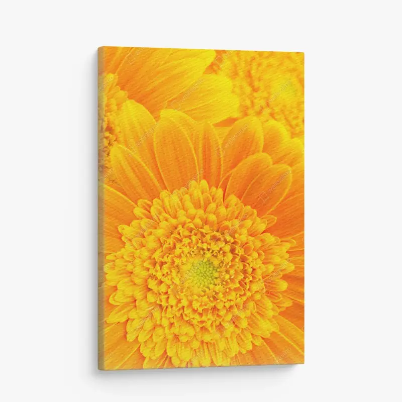 Leinwandbild intensive orange gerbera nahaufnahme