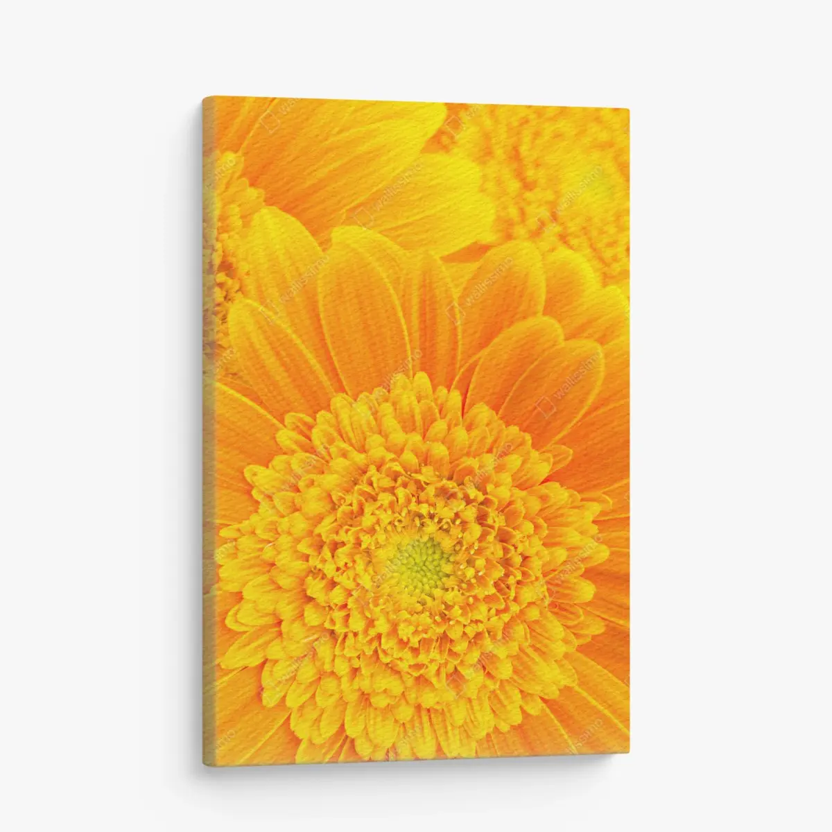 Leinwandbild intensive orange gerbera nahaufnahme – Pixers®