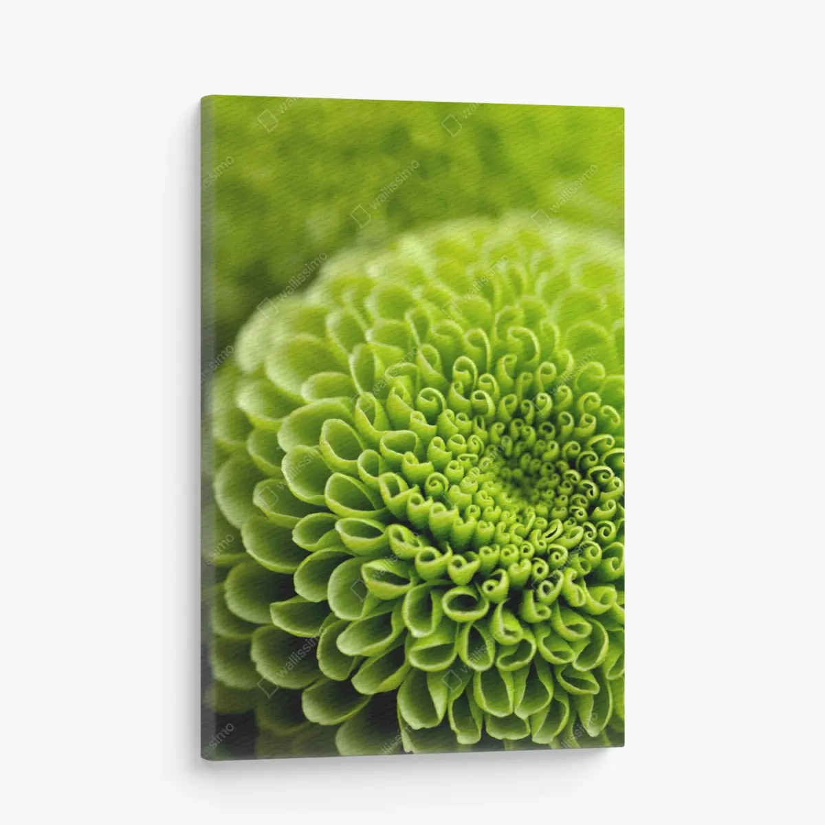Leinwandbild leuchtende grüne blumenspirale im makro – Pixers®