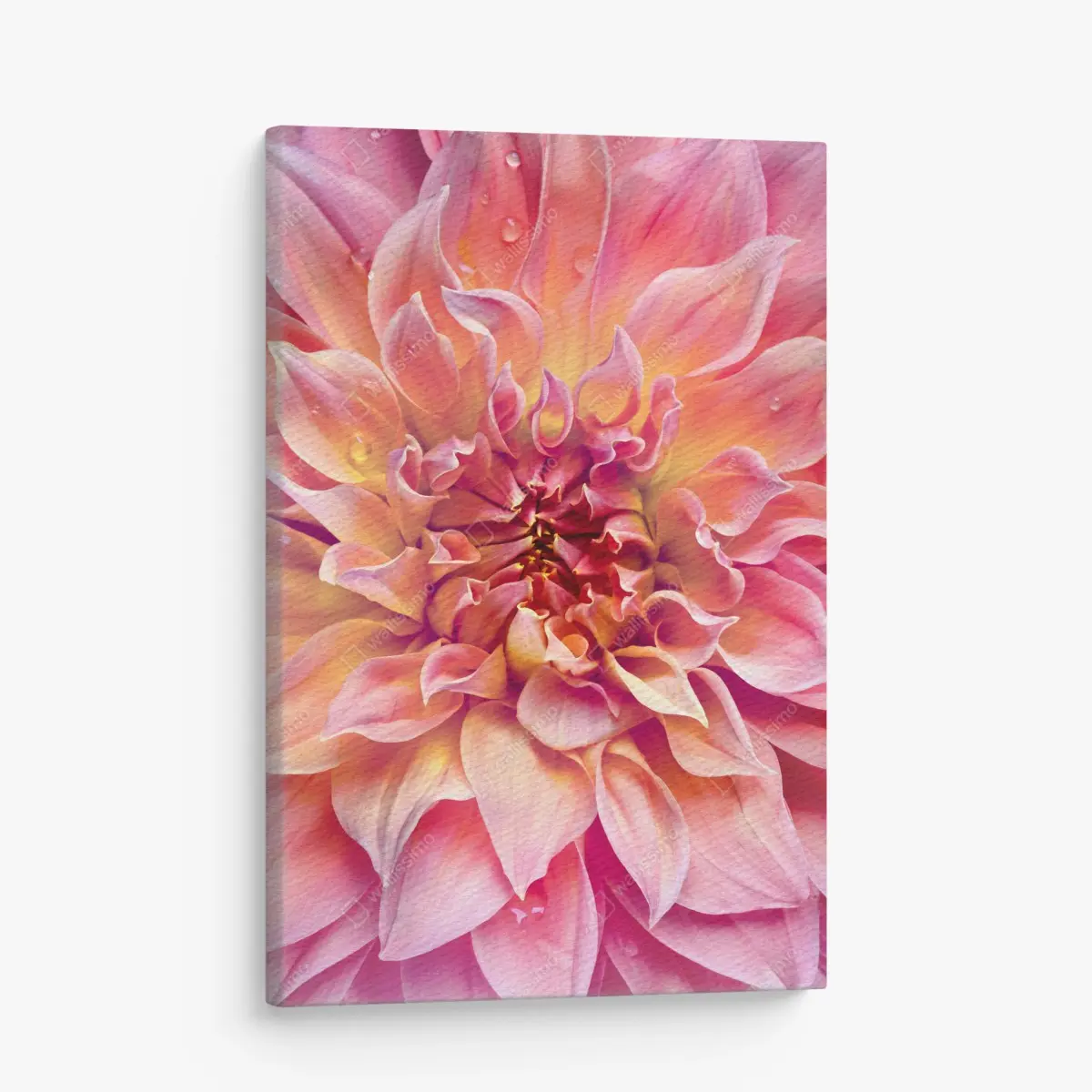 Leinwandbild rosa dahlie nahaufnahme – Pixers®