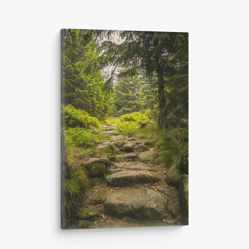 Leinwandbild ruhiger waldweg durch nadelwald