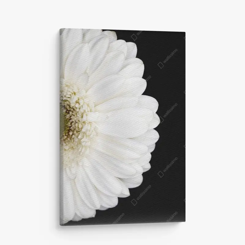 Leinwandbild weiße gerbera auf schwarzem hintergrund minimalistische nahaufnahme