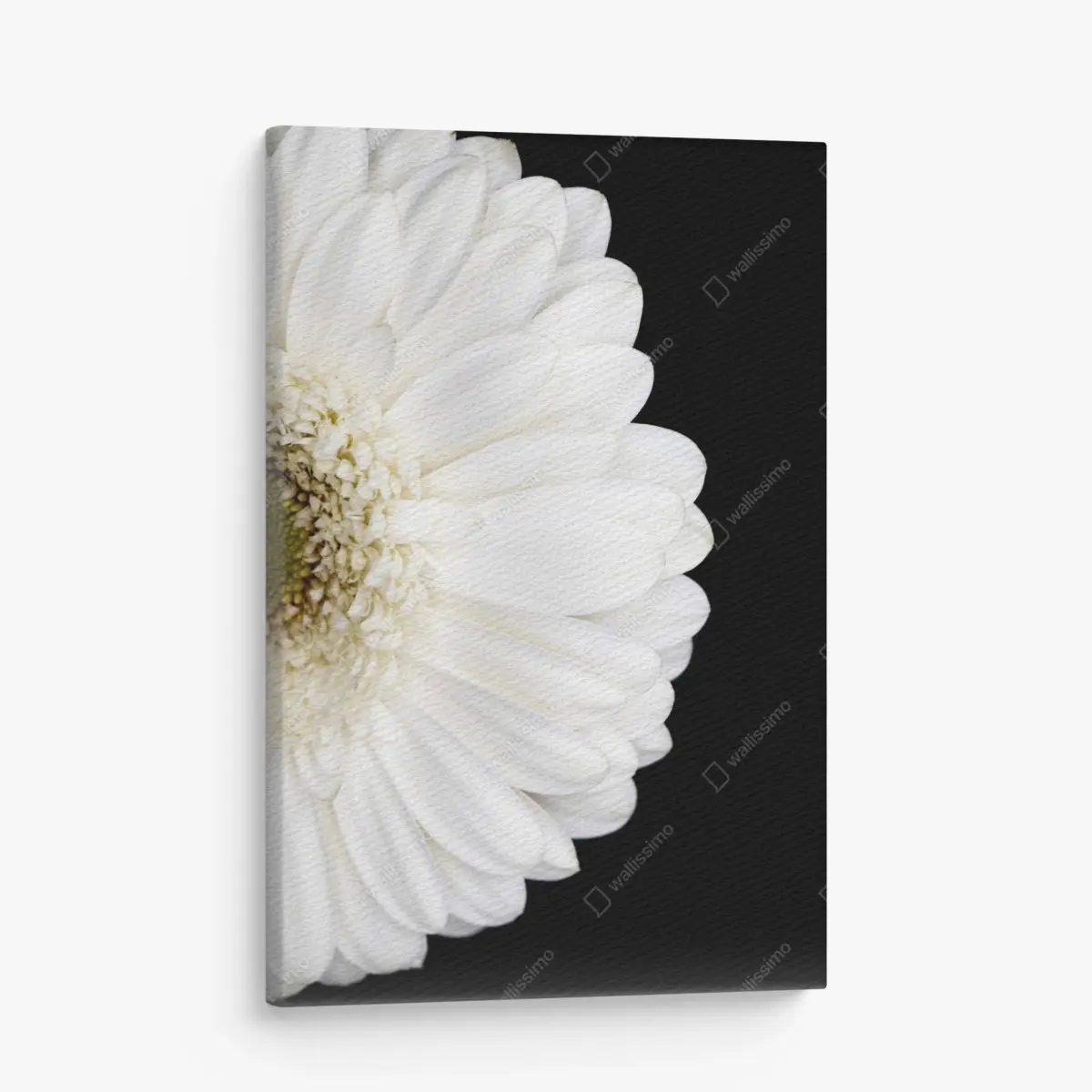Leinwandbild weiße gerbera auf schwarzem hintergrund minimalistische nahaufnahme – Pixers®