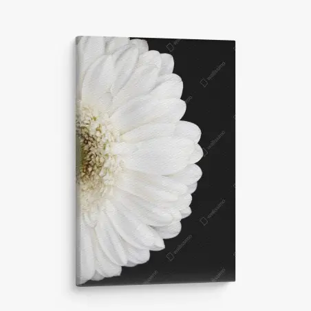 Leinwandbild weiße gerbera auf schwarzem hintergrund minimalistische nahaufnahme – Pixers®